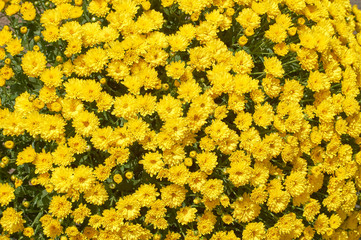 Wall Mural - chrysanthemums many small bright colors carpet background