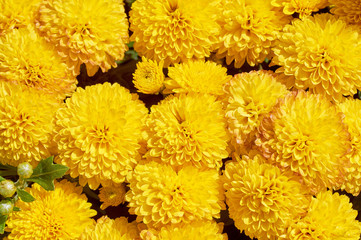 Wall Mural - chrysanthemums many small bright colors carpet background