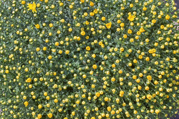 Wall Mural - chrysanthemums many small bright colors carpet background