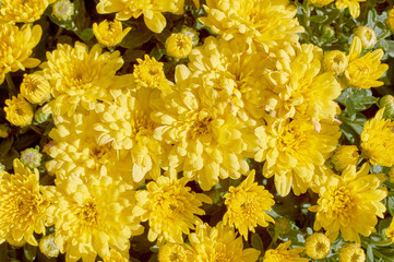 Wall Mural - chrysanthemums many small bright colors carpet background