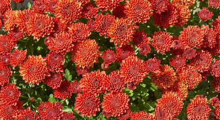 Wall Mural - chrysanthemums many small bright colors carpet background