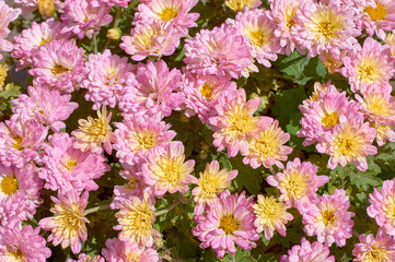 Wall Mural - chrysanthemums many small bright colors carpet background