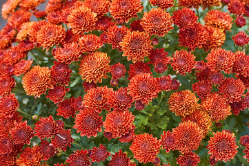 Wall Mural - chrysanthemums many small bright colors carpet background