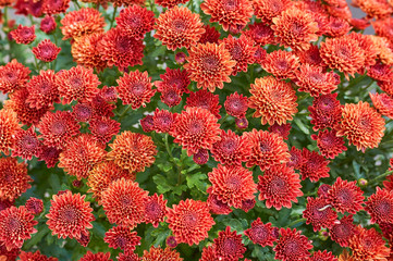 Wall Mural - chrysanthemums many small bright colors carpet background