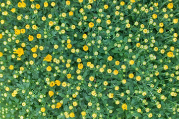 Wall Mural - chrysanthemums many small bright colors carpet background
