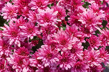 Wall Mural - chrysanthemums many small bright colors carpet background