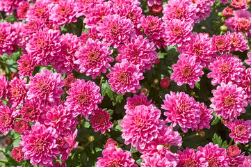 Wall Mural - chrysanthemums many small bright colors carpet background