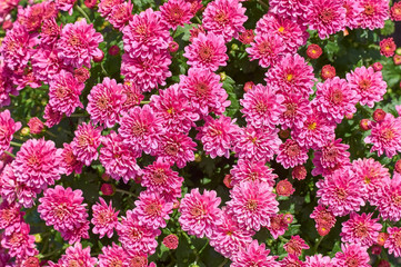 Wall Mural - chrysanthemums many small bright colors carpet background