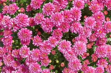Wall Mural - chrysanthemums many small bright colors carpet background