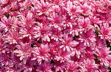 Wall Mural - chrysanthemums many small bright colors carpet background