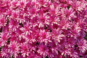 Wall Mural - chrysanthemums many small bright colors carpet background