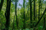 Fototapeta Las - Minnehaha Walk￨nature study trial￨Te Wahipounamu￨The Place of Green Stone￨World Heritage in South West New Zealand