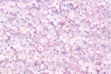 Realistic Lilac Flower Bed Backdrop. Floral Top View. Bunch Of Violet, Purple Flowers.