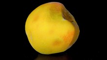 Close Up Timelapse, Yellow Peach Decomposes On Isolated Black Background