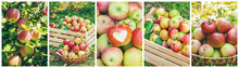 Collage Of Photos Apple Garden. Selective Focus.