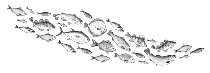 fish sketch collection. hand drawn vector illustration. school of fish vector illustration. food men