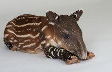 White Stripped Baby Tapir