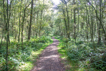 Fototapeta path through a forest