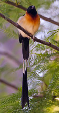 A Long Tailed Paradise Whydah, Vidua Paradisaea