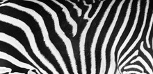 Natural Texture Of The Zebra Skin. Natural Black And White Striped Pattern.