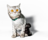 Fototapeta Koty - funny groomed cat with big yellow eyes close up on a white background