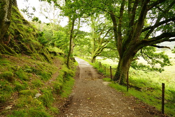 Wall Mural - Trees in a Highland Valley