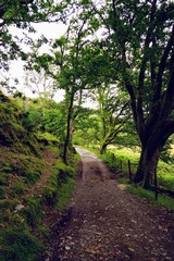 Wall Mural - Forest Walking Trail 