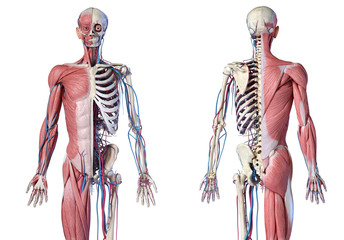 Wall Mural - Human 3/4 body skeleton with muscles, veins and arteries. Front and rear views.