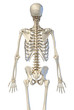 © Pixelchaos - Human anatomy, bone skeleton viewed from the back.