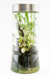 A closed ecosystem in a vertical glass flask. Isolated on a white background.