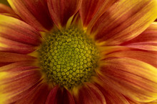 Extreme Close Up Of Brown And Yellow Mum With A Green Center.