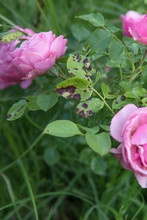 Sick Rose Bush, Damaged By Various Diseases And Pests Close Up