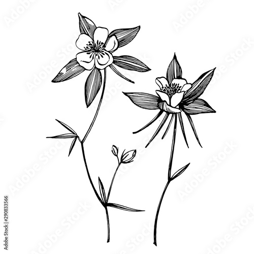 Double Columbine flowers. Collection of hand drawn flowers and plants. Botany...