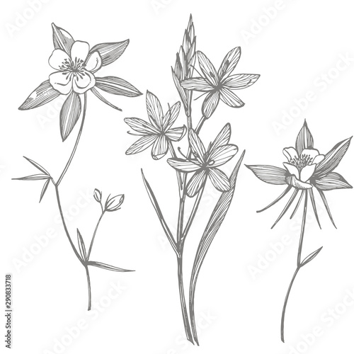 Collection of hand drawn flowers and plants. Botany. Set. Vintage flowers. Bl...