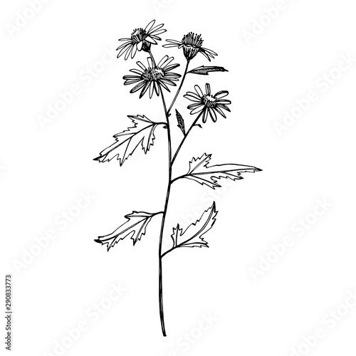 Chamomile. Collection of hand drawn flowers and plants. Botany. Set. Vintage ...