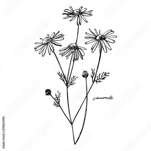 Chamomile or daisy flower. Botanical illustration. Good for cosmetics, medici...