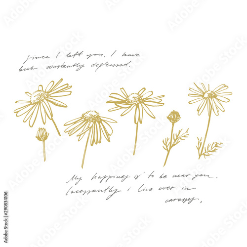 Chamomile or daisy flower. Botanical illustration. Good for cosmetics, medici...