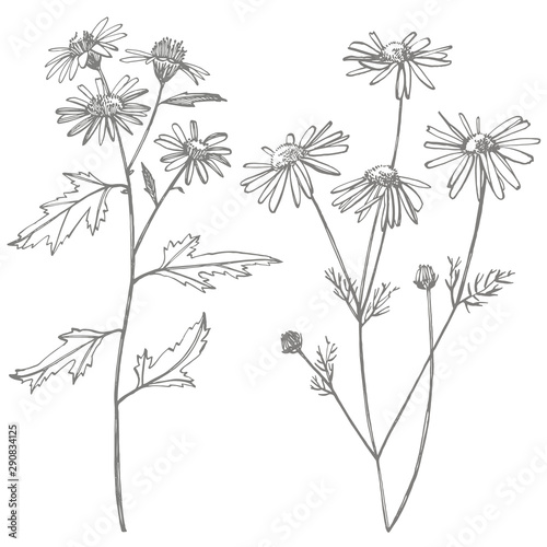 Chamomile or daisy flower. Botanical illustration. Good for cosmetics, medici...