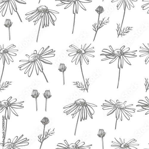 Chamomile or daisy flower. Botanical illustration. Good for cosmetics, medici...
