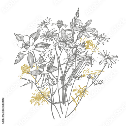 Tansy and Chamomile. Bouquet of hand drawn flowers and herbs. Botanical plant...