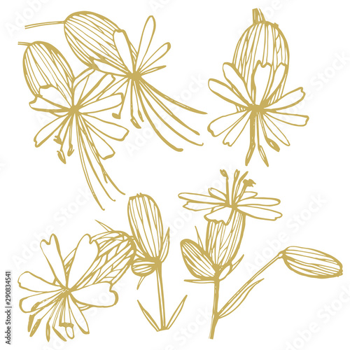 Bladder campion flowers. Set of drawing cornflowers, floral elements, hand dr...