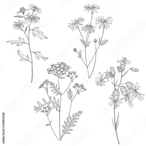 Collection of hand drawn flowers and herbs. Botanical plant illustration. Vin...