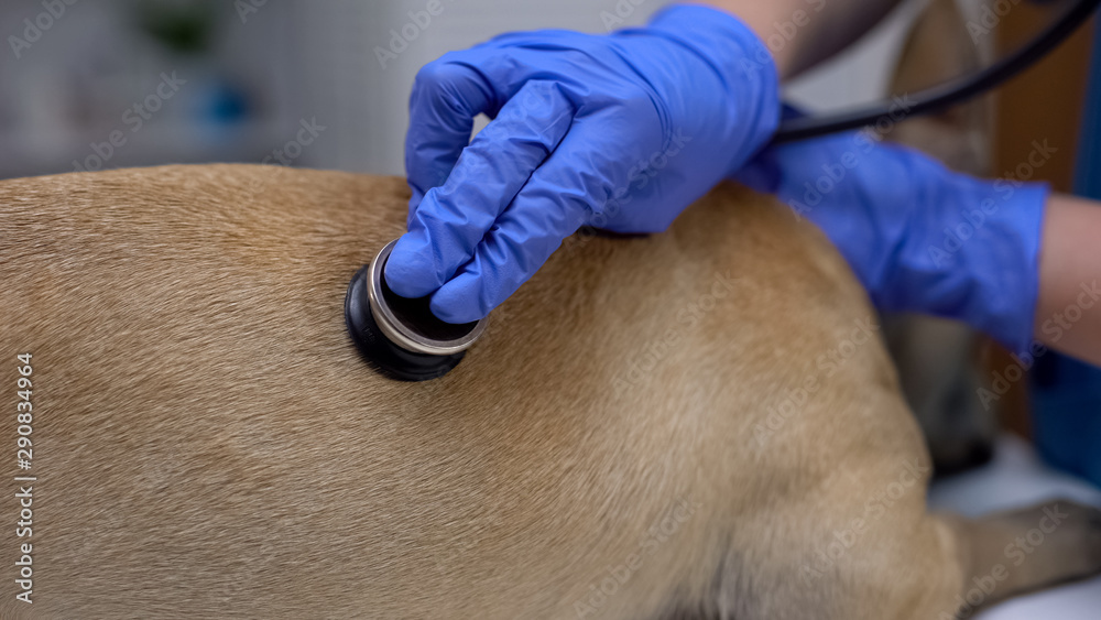 Vet therapist examining dog with stethoscope at animal clinic, pet health care - obrazy, fototapety, plakaty 