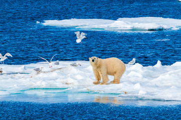 large polar bear lying on a large ice pack in the arctic circle, nordaustlandet, svalbard, norway