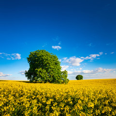 Wall Mural - Spring Landscape, Field of Rapeseed under Blue Sky, Horse Chestnut Trees in Bloom