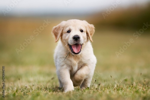 Fotomural golden retriever on green grass