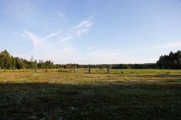 Wall Mural - Spacious field and forest