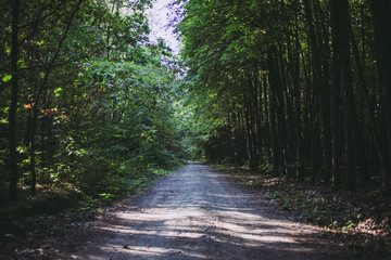 Wall Mural - Path between trees in forest