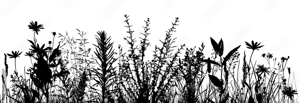 silhouette of grass on white background. Vector illustration Stock ...