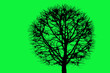 Schattenriss eines Baumes vor grünem HIntergrund